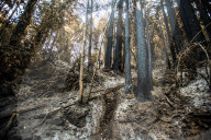 NEWS - ZerstÃ¶rung nach den WaldbrÃ¤nden im Santa Cruz County, Kalifornien