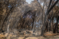 NEWS - ZerstÃ¶rung nach den WaldbrÃ¤nden im Santa Cruz County, Kalifornien