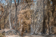 NEWS - ZerstÃ¶rung nach den WaldbrÃ¤nden im Santa Cruz County, Kalifornien