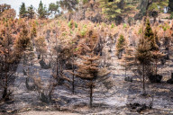NEWS - ZerstÃ¶rung nach den WaldbrÃ¤nden im Santa Cruz County, Kalifornien