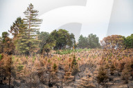 NEWS - ZerstÃ¶rung nach den WaldbrÃ¤nden im Santa Cruz County, Kalifornien