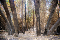NEWS - ZerstÃ¶rung nach den WaldbrÃ¤nden im Santa Cruz County, Kalifornien