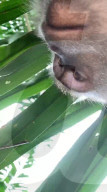 FEATURE -  Malaysier findet Affen-Selfies auf wiedergefundenem Smartphone