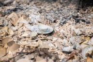 NEWS - Was bleibt: Waldbrände im Westen der USA verursachen gewaltigen Schaden