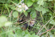 Derek Gow is winning over doubters in his bid to reintroduce storks, beavers, wildcats, water voles and much, much more