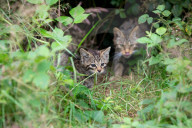 Derek Gow is winning over doubters in his bid to reintroduce storks, beavers, wildcats, water voles and much, much more