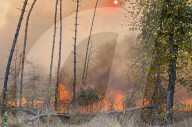 NEWS - Waldbrände in der russischen Region Woronesch