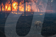 NEWS - Waldbrände in Kalifornien: Die verheerenden Feuer an der US-Westküste brennen weiter