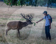 members of the public get caught in heavey rain in Richmond Park as the triopical heatwave gives way to thunderstorms.