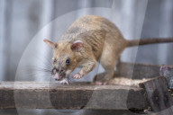 FEATURE  - Landminen aufspürende Ratte erhält Goldmedaille für Tapferkeit