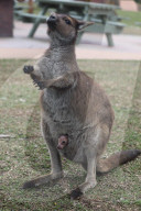FEATURE - Känguru Joey guckt zum ersten Mal aus dem Beutel der Mutter
