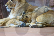 FEATURE - Verspielt und hungrig - Löwenbabys im Thüringer Zoopark in Erfurt