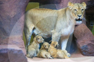 FEATURE - Verspielt und hungrig - Löwenbabys im Thüringer Zoopark in Erfurt