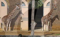 The Giraffes at London Zoo enjoy the Autumnal sunshine