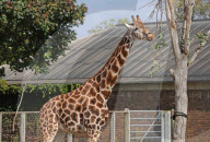 The Giraffes at London Zoo enjoy the Autumnal sunshine