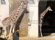 The Giraffes at London Zoo enjoy the Autumnal sunshine