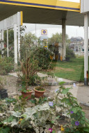 FEATURE - Verlassene, überwachsene Tankstelle: Projekt der "Vegetal attacks!" Bewegung