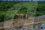 FEATURE - Elefanten auf Nahrungssuche auf einer Mülldeponie in Sri Lanka