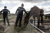 NEWS - Frankreich: Patrouillen der Polizei nach Pferdeverstümmelungen 