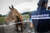 NEWS - Frankreich: Patrouillen der Polizei nach Pferdeverstümmelungen 