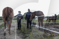 NEWS - Frankreich: Patrouillen der Polizei nach Pferdeverstümmelungen 