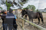 NEWS - Frankreich: Patrouillen der Polizei nach Pferdeverstümmelungen 