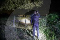 NEWS - Frankreich: Patrouillen der Polizei nach Pferdeverstümmelungen 