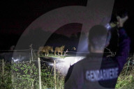 NEWS - Frankreich: Patrouillen der Polizei nach Pferdeverstümmelungen 