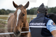NEWS - Frankreich: Patrouillen der Polizei nach Pferdeverstümmelungen 