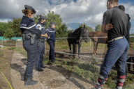 NEWS - Frankreich: Patrouillen der Polizei nach Pferdeverstümmelungen 