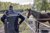 NEWS - Frankreich: Patrouillen der Polizei nach Pferdeverstümmelungen 