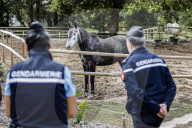 NEWS - Frankreich: Patrouillen der Polizei nach Pferdeverstümmelungen 