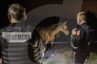 NEWS - Frankreich: Patrouillen der Polizei nach Pferdeverstümmelungen 