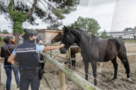 NEWS - Frankreich: Patrouillen der Polizei nach Pferdeverstümmelungen 