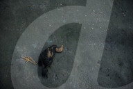 NEWS -  Hühner auf Sumatra von möglichem Vogelvirus befallen