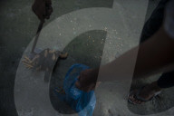 NEWS -  Hühner auf Sumatra von möglichem Vogelvirus befallen