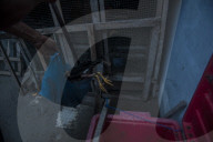 NEWS -  Hühner auf Sumatra von möglichem Vogelvirus befallen