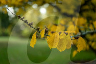 Autumn colour brings joy to UK's growing band of 'leaf peepers'. Increasing numbers of people are discovering the pleasures of the turning of the seasons.