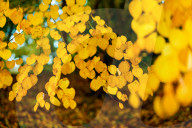 Autumn colour brings joy to UK's growing band of 'leaf peepers'. Increasing numbers of people are discovering the pleasures of the turning of the seasons.