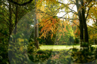 Autumn colour brings joy to UK's growing band of 'leaf peepers'. Increasing numbers of people are discovering the pleasures of the turning of the seasons.