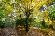 Autumn colour brings joy to UK's growing band of 'leaf peepers'. Increasing numbers of people are discovering the pleasures of the turning of the seasons.