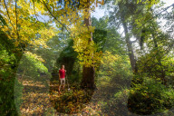 Autumn colour brings joy to UK's growing band of 'leaf peepers'. Increasing numbers of people are discovering the pleasures of the turning of the seasons.