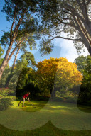Autumn colour brings joy to UK's growing band of 'leaf peepers'. Increasing numbers of people are discovering the pleasures of the turning of the seasons.