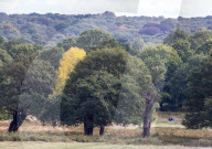 Walkers in Richmond Park enjoy the mild temperatures and autumnal colours in Richmond Park today 