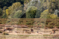 Walkers in Richmond Park enjoy the mild temperatures and autumnal colours in Richmond Park today 