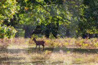Walkers in Richmond Park enjoy the mild temperatures and autumnal colours in Richmond Park today 