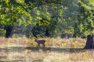Walkers in Richmond Park enjoy the mild temperatures and autumnal colours in Richmond Park today 