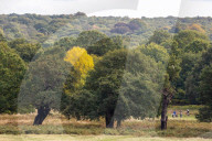 Walkers in Richmond Park enjoy the mild temperatures and autumnal colours in Richmond Park today 