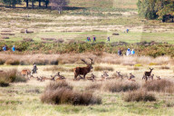Walkers in Richmond Park enjoy the mild temperatures and autumnal colours in Richmond Park today 