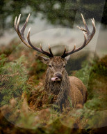 FEATURE - Brunftzeit: Röhrende Hirsche im Londoner Richmond Park